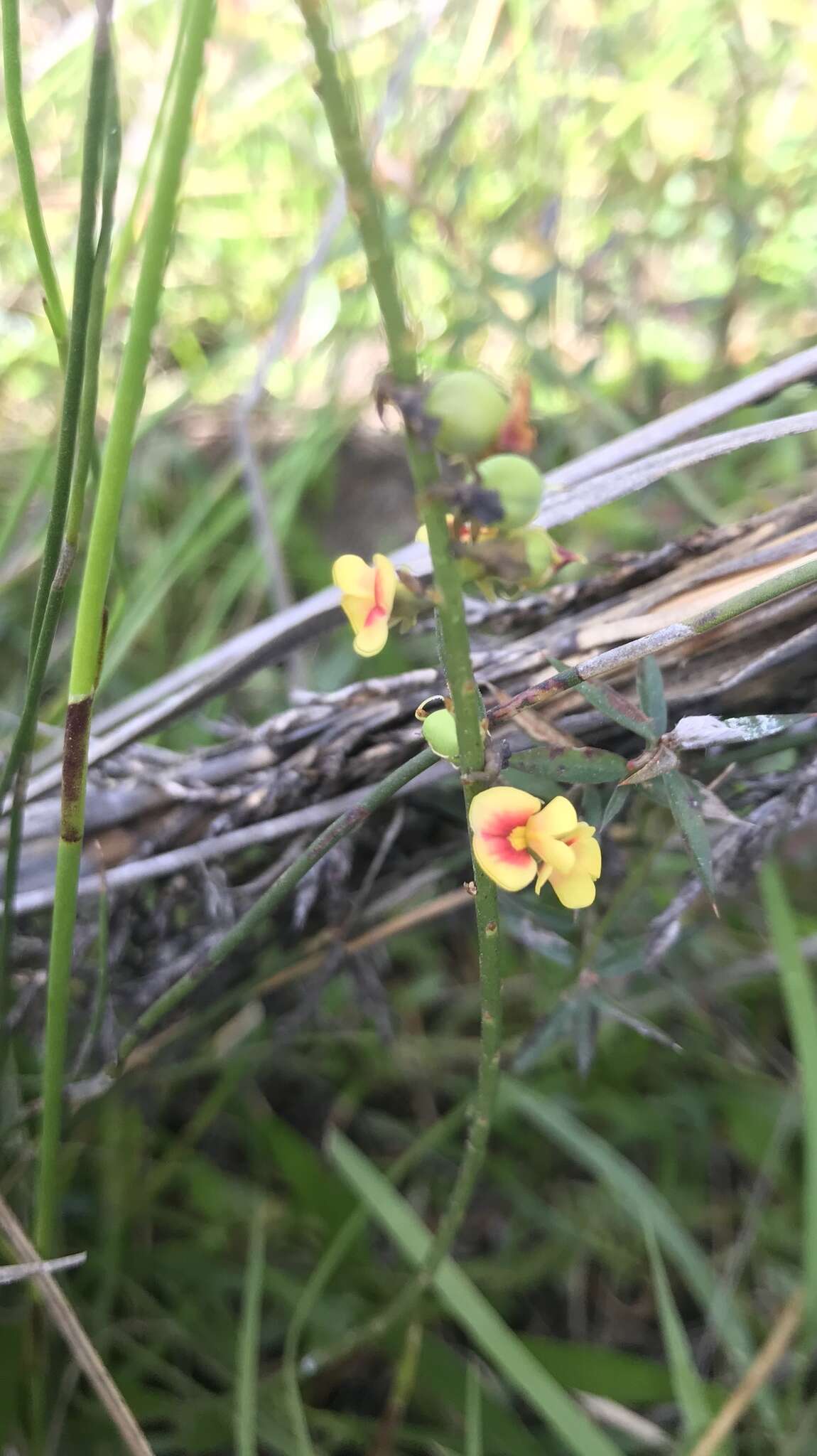 Слика од Sphaerolobium vimineum Sm.