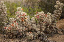 Image de <i>Cylindropuntia chuckwallensis</i>