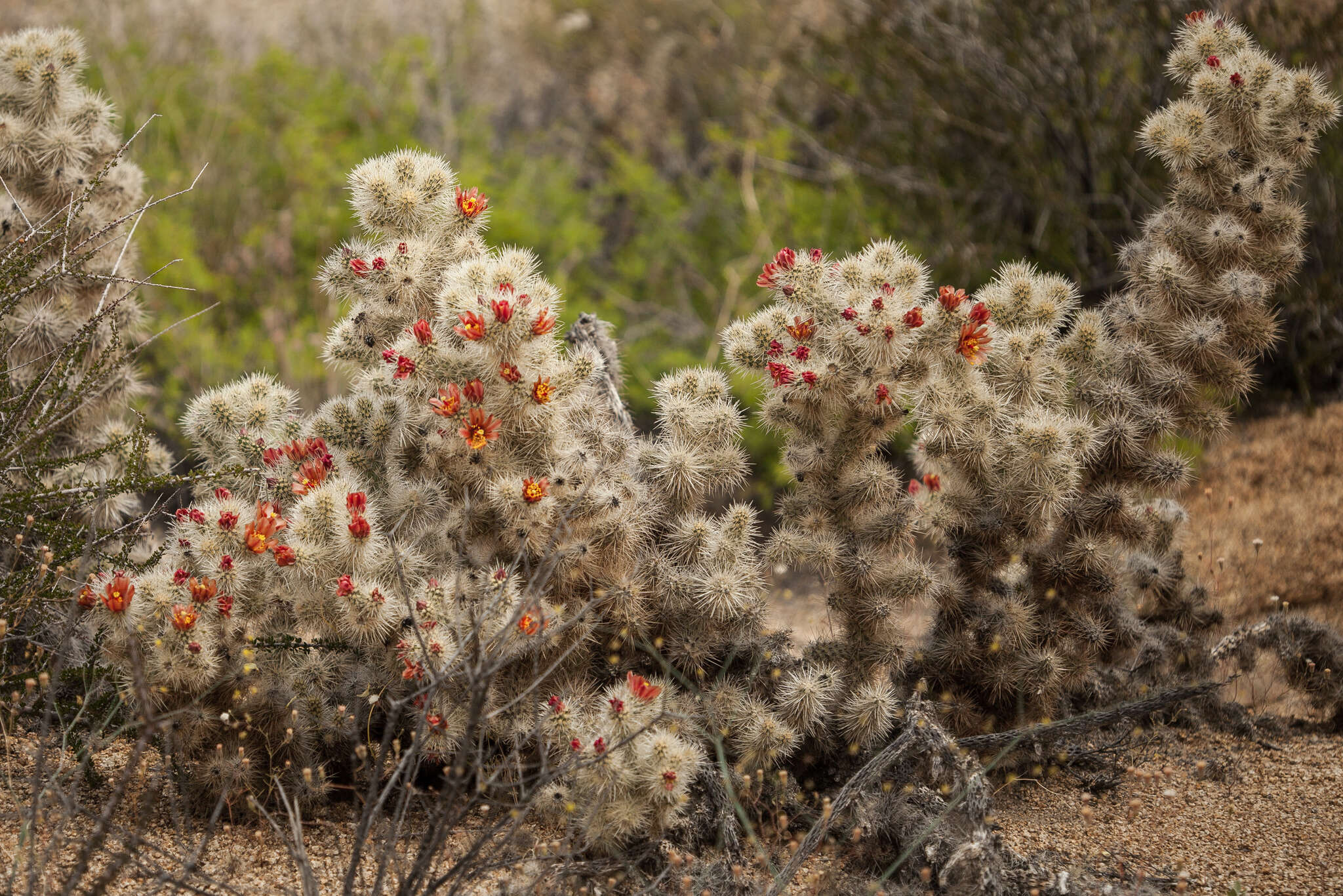 Image de <i>Cylindropuntia chuckwallensis</i>