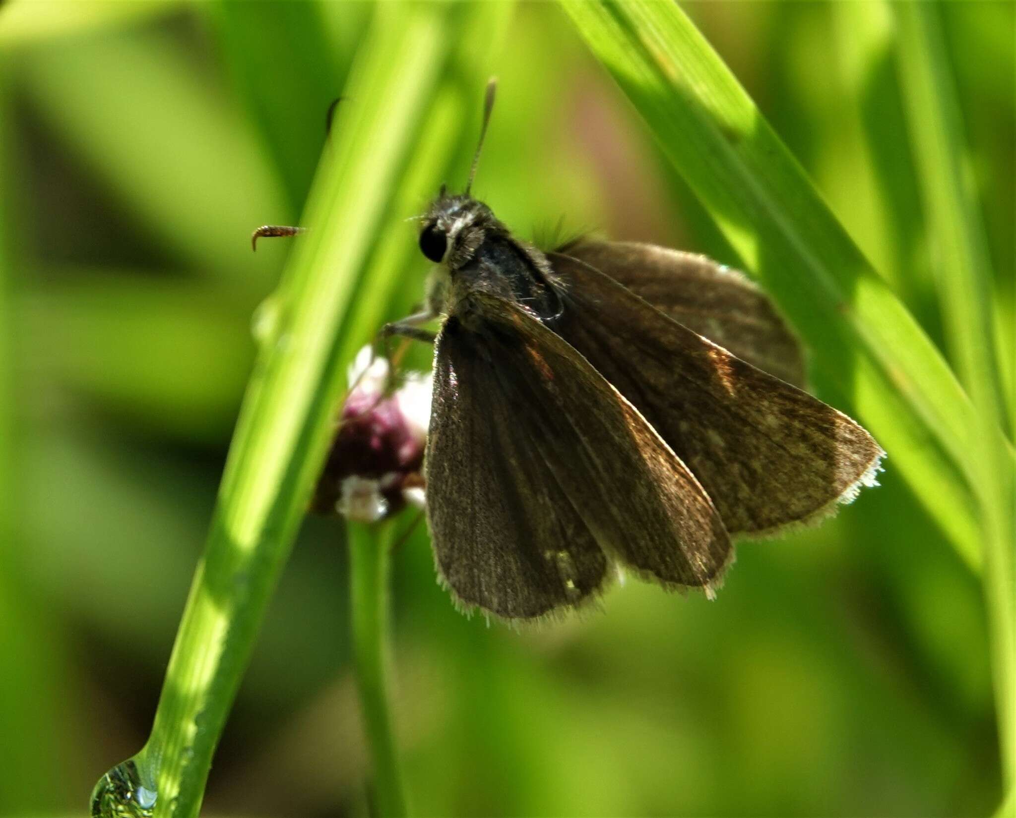 Image of Neamathla Skipper