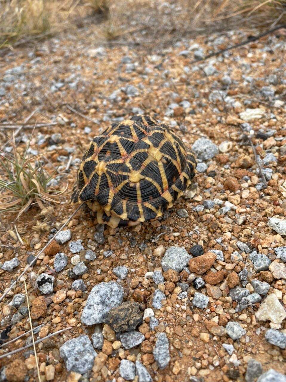 Image of Western Tent Tortoise