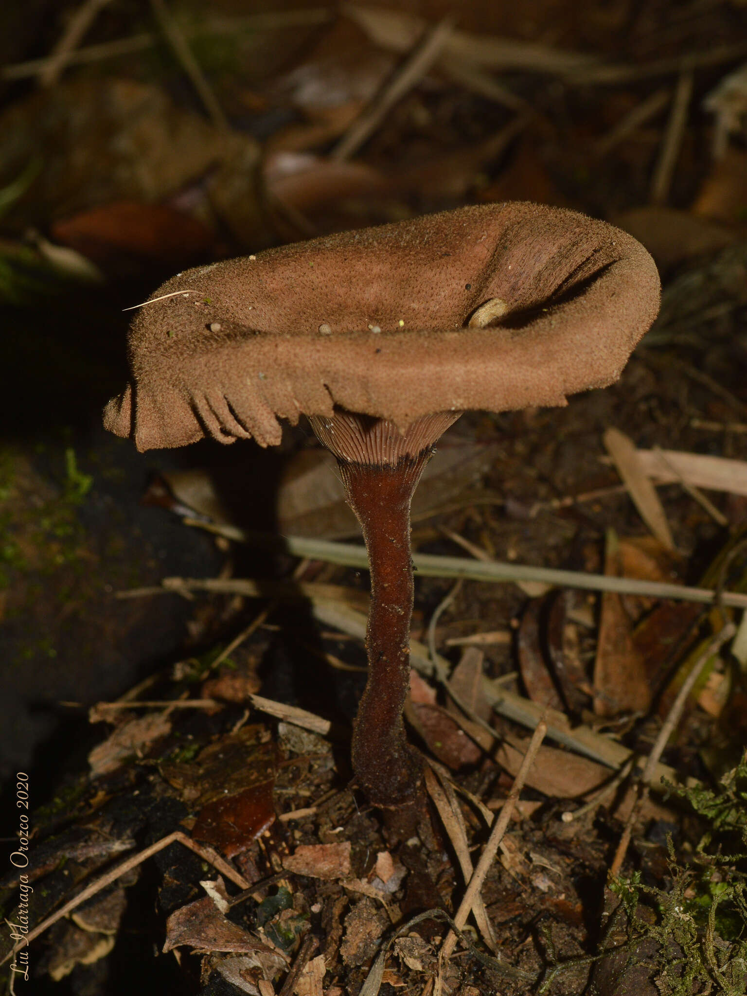 Image of Lentinus velutinus Fr. 1830