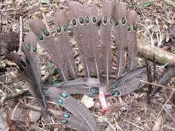 Image of Grey Peacock Pheasant