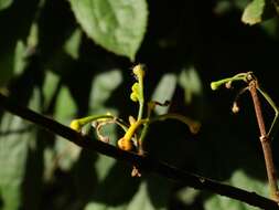 Image of Wilkiea pubescens (Benth.) Whiffin & Foreman