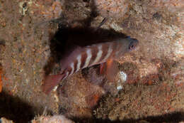 Image of redbanded perch