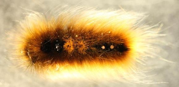 Image of Arctic Wooly-Bear Caterpillar
