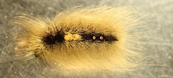Image of Arctic Wooly-Bear Caterpillar