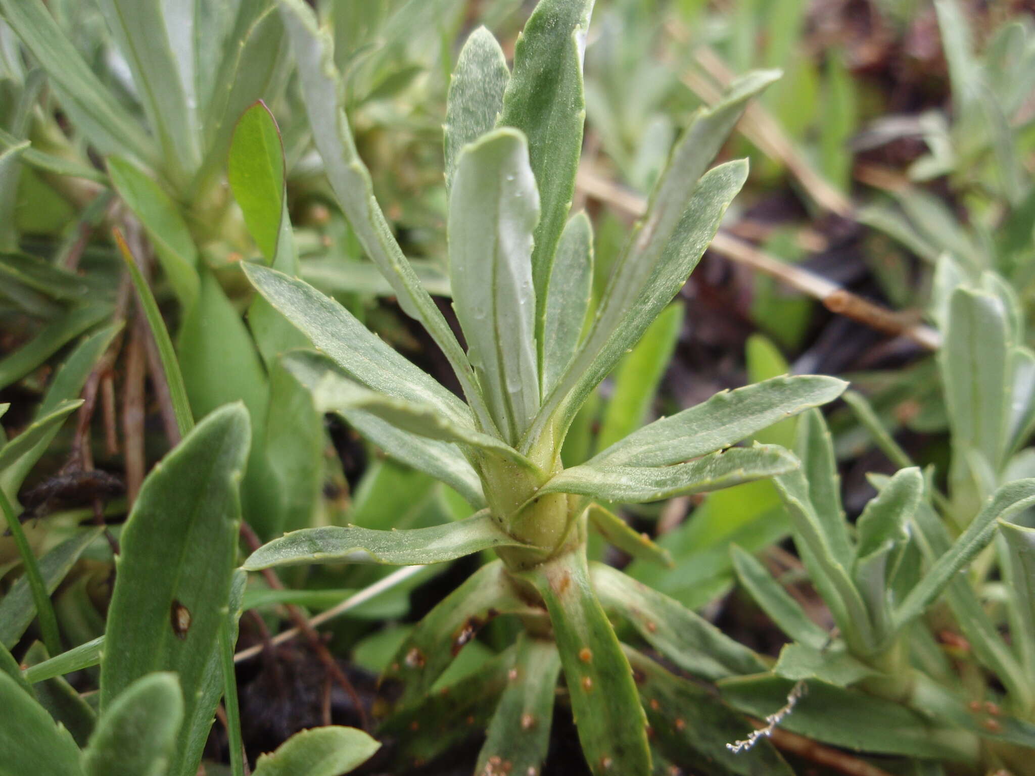 Image of Celmisia angustifolia Cockayne