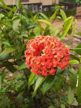 Imagem de Ixora chinensis Lam.