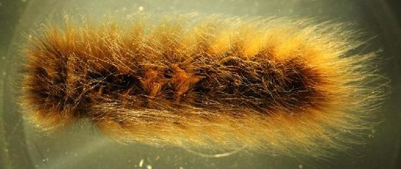 Image of Arctic Wooly-Bear Caterpillar