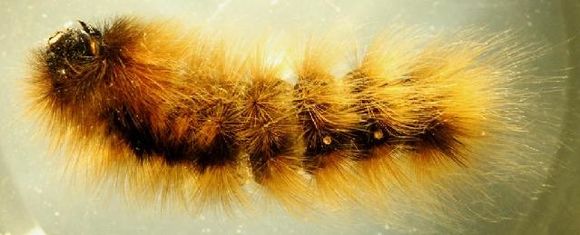 Image of Arctic Wooly-Bear Caterpillar