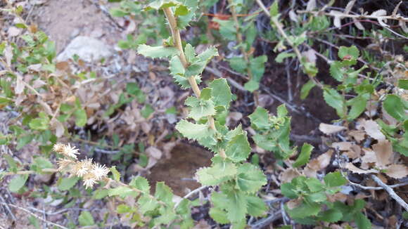 Plancia ëd Hazardia squarrosa var. grindelioides (DC.) W. D. Clark