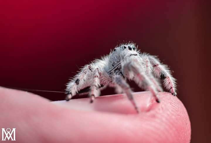 Image of Paraphidippus fartilis (Peckham & Peckham 1888)