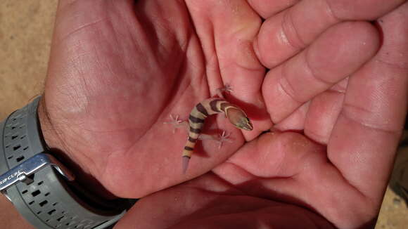 Image of Desert Banded Gecko