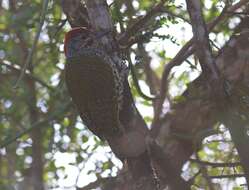 Image of Knysna Woodpecker