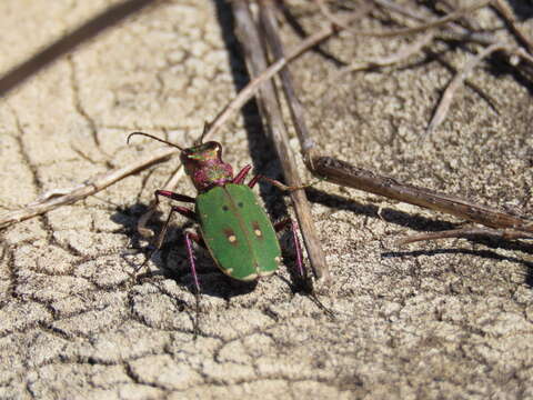 Image of Cicindela (Cicindela) campestris olivieria Brullé 1832