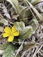 Image de Argentina tugitakensis (Masam.) Soják