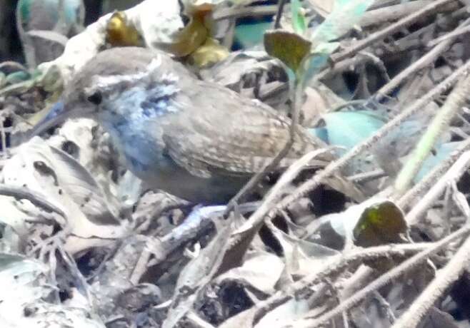 Image of Sinaloa Wren