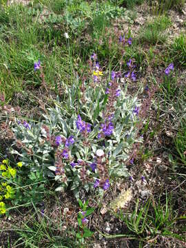 Image of Hoary Salvia