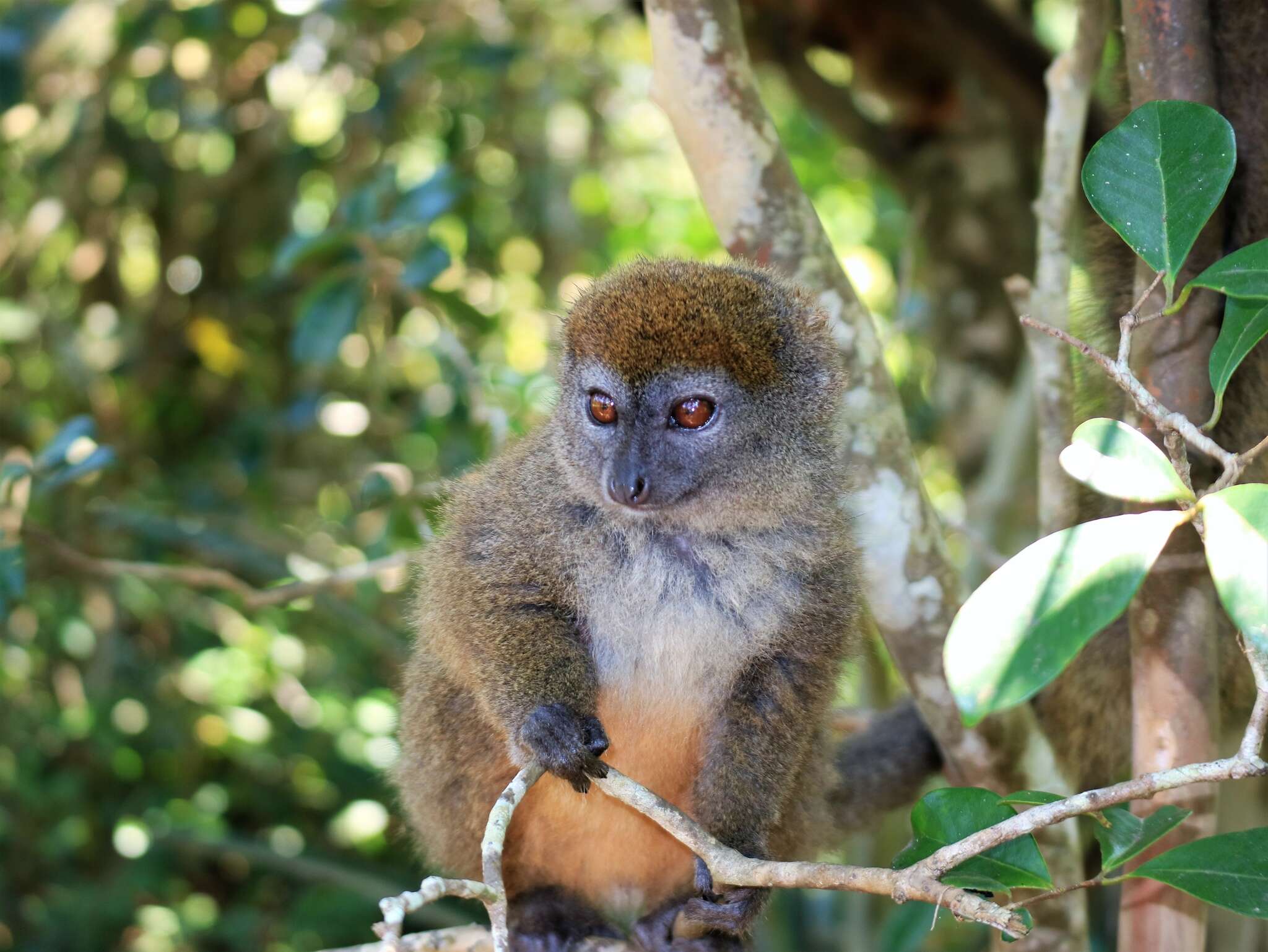 Image of Bamboo Lemur