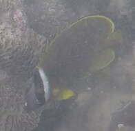 Image of Golden Butterflyfish