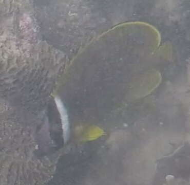 Image of Golden Butterflyfish