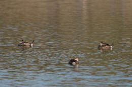 Image of Bluebills