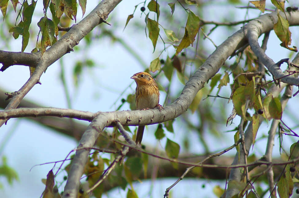 Image of Le Conte's Sparrow