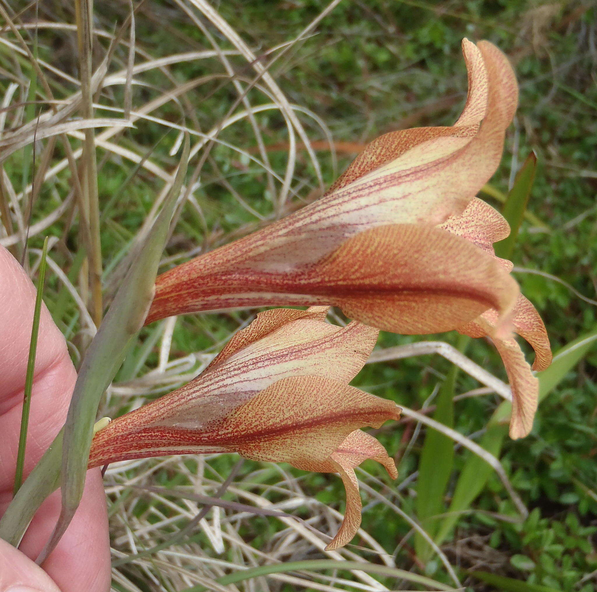 Gladiolus liliaceus Houtt. resmi