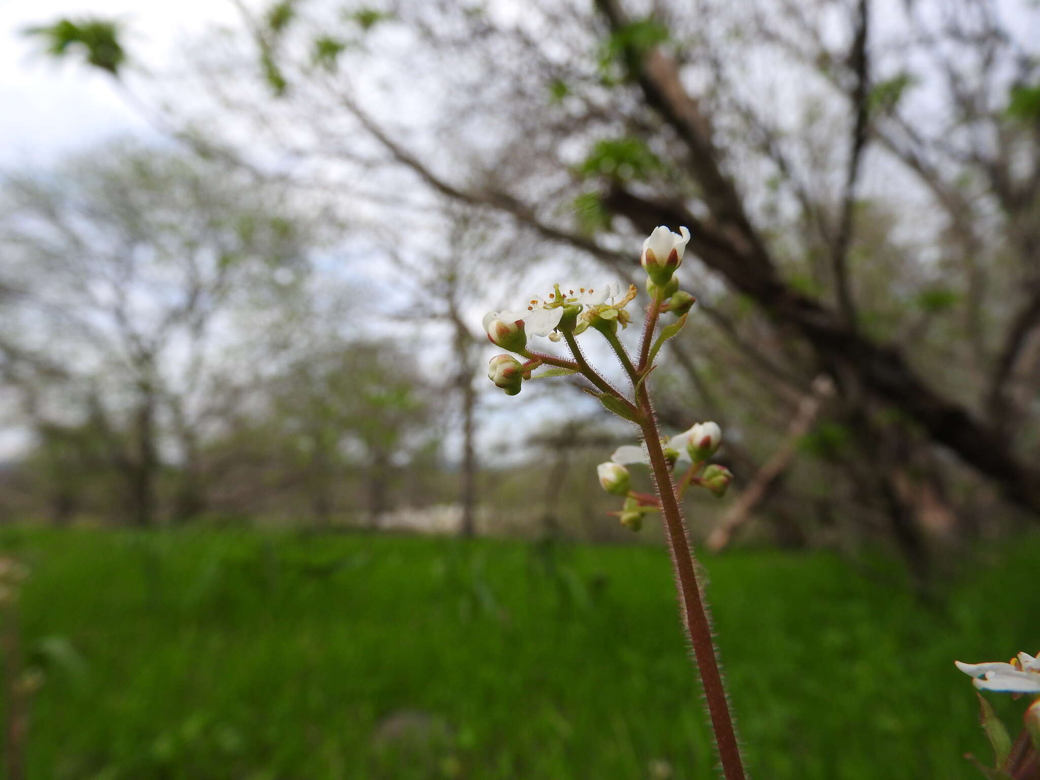 Image of California Pseudosaxifrage