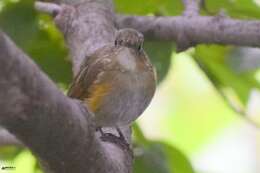 Image of Himalayan Bluetail