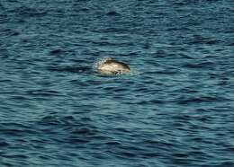 Image de Dauphin Tacheté De L'Atlantique