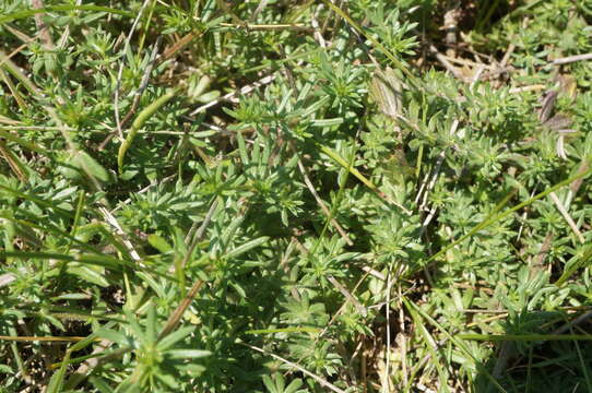 Plancia ëd Galium humifusum M. Bieb.