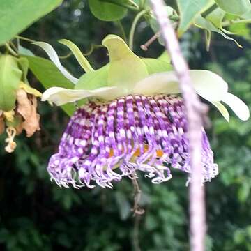 Image of sea anemone passion flower