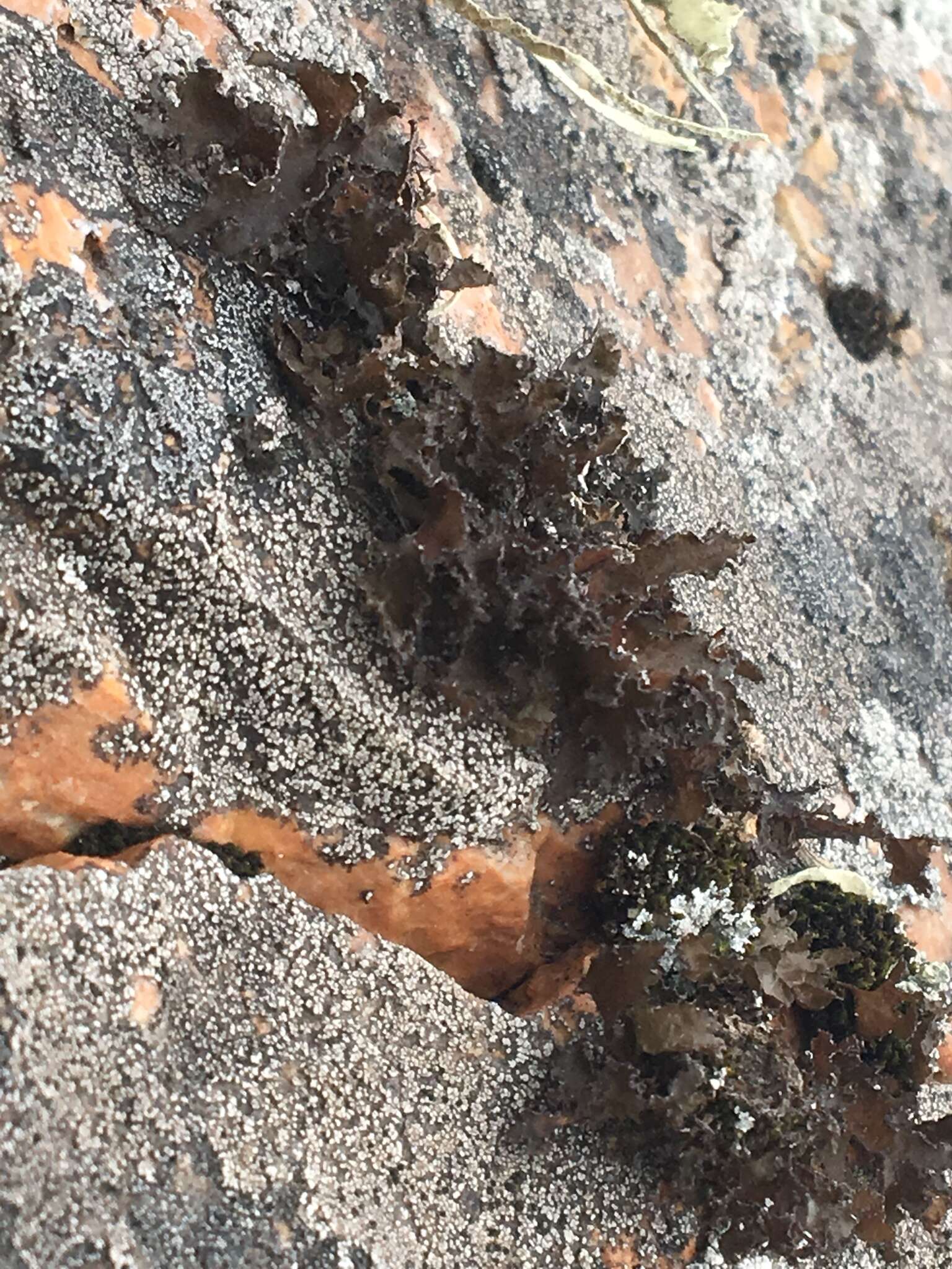 Image of Silver-lined Wrinkle Lichen