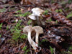 Image of Clitocybe sclerotoidea (Morse) H. E. Bigelow 1958