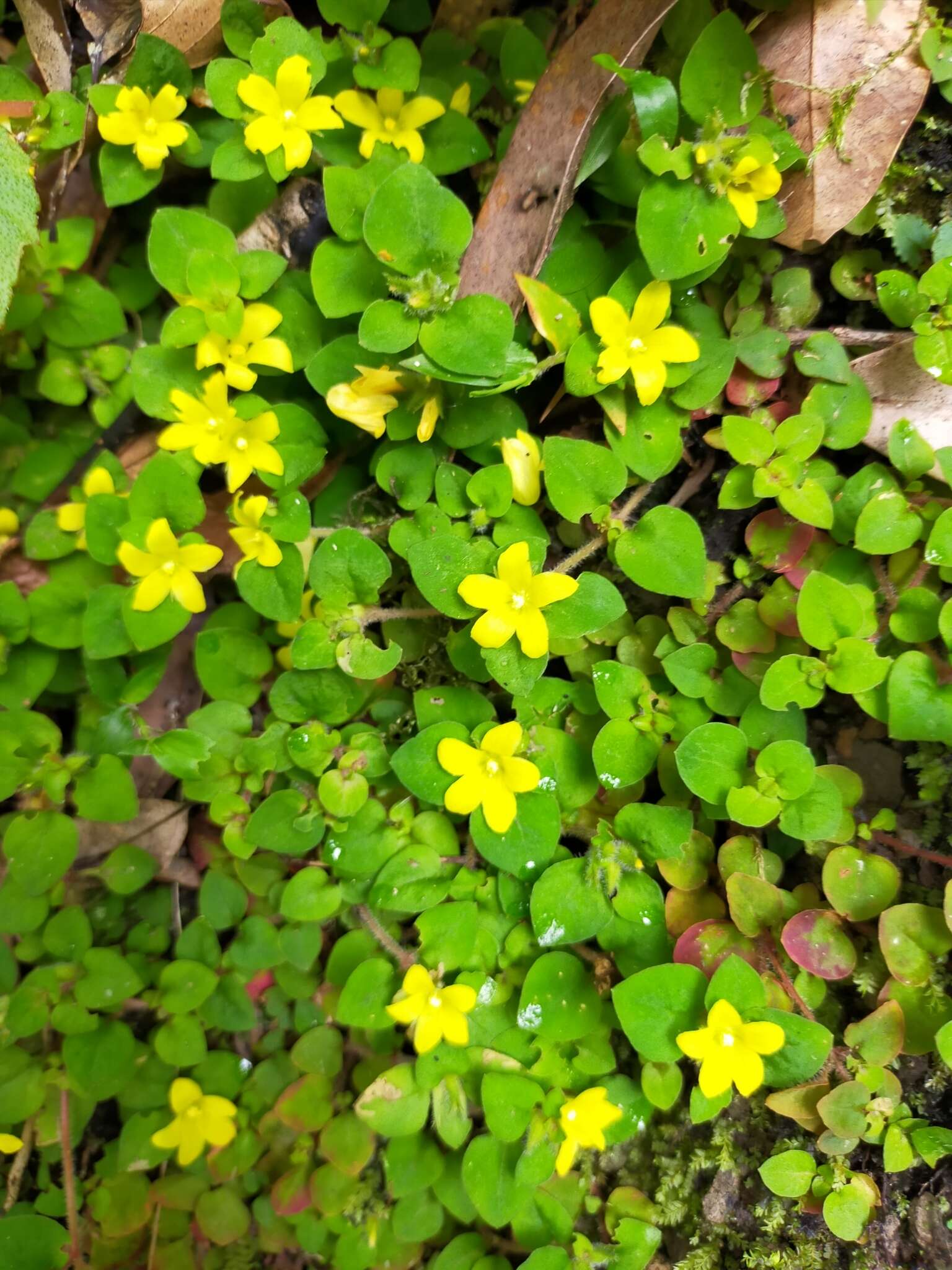 Plancia ëd Lysimachia congestiflora Hemsl.