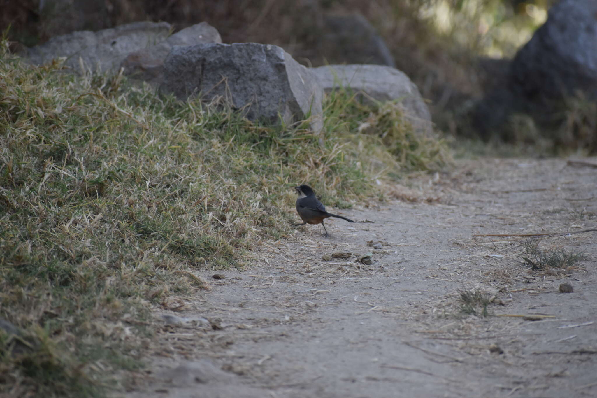 Image of Rusty-bellied Brush Finch