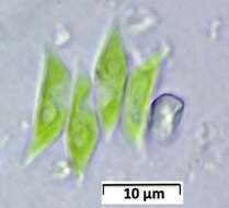 Tetradesmus dimorphus的圖片