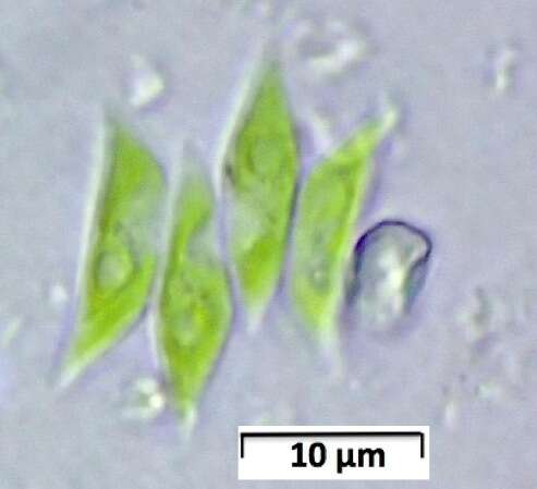 Tetradesmus dimorphus的圖片