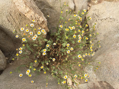 Image of Emory's rockdaisy