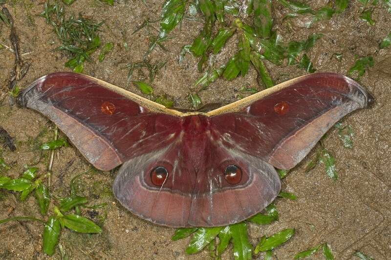 Image de Antheraea assamensis (Helfer 1837)