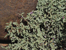 Image of Solanum tomentosum L.