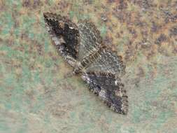 Image of Tissue Moth