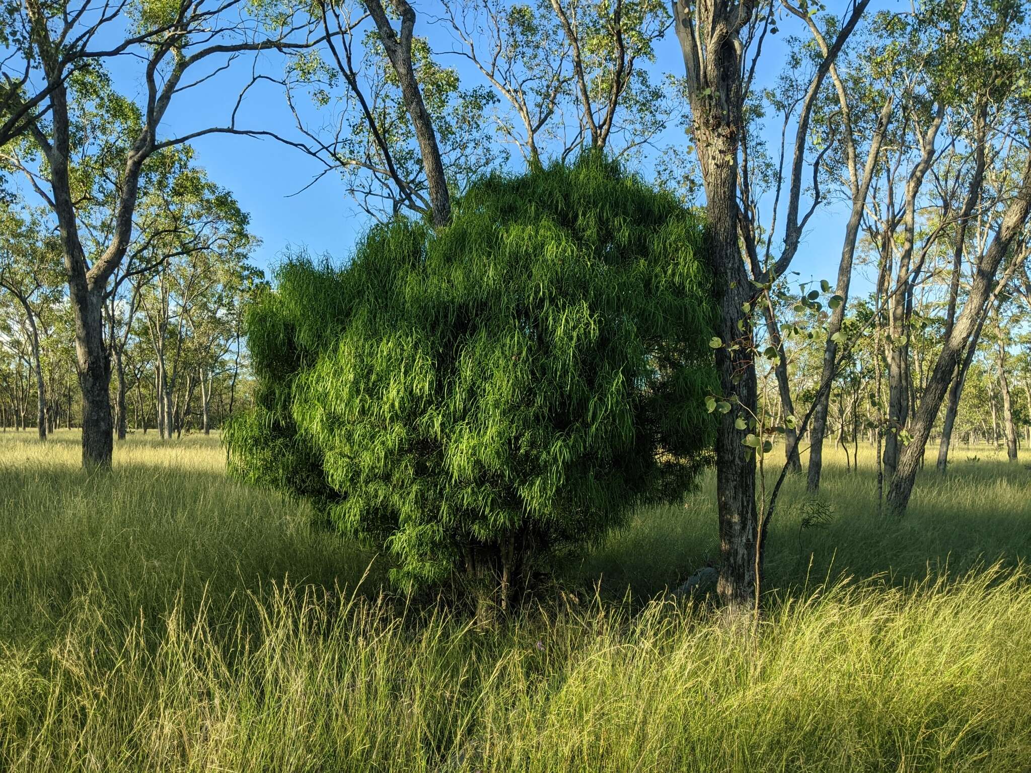 Image of Geijera parviflora Lindl.