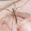 صورة Tipula (Trichotipula) cahuilla Alexander 1920