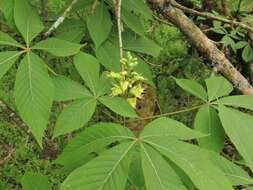 Imagem de Aesculus glabra var. glabra