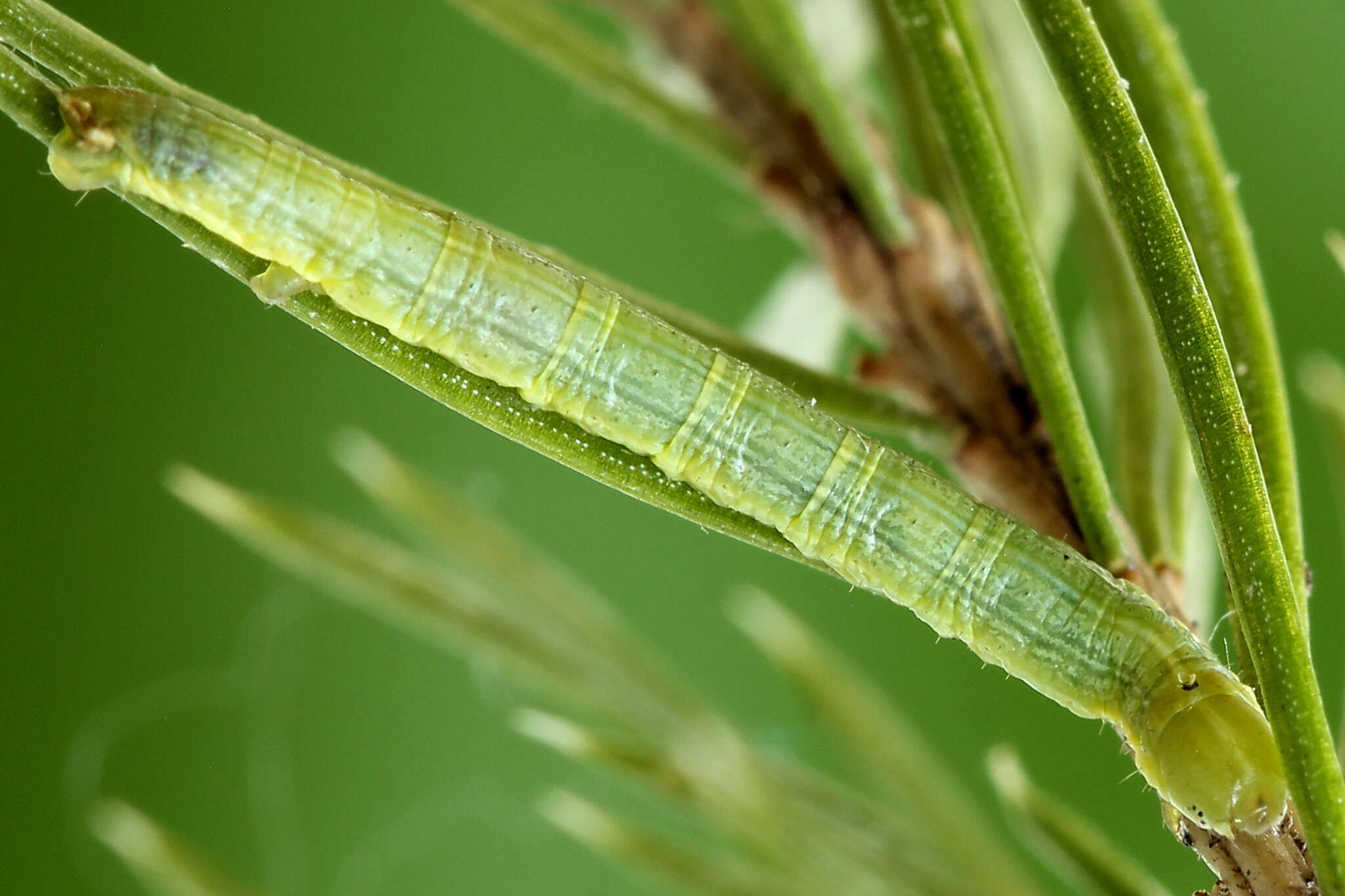 Bupalus resmi