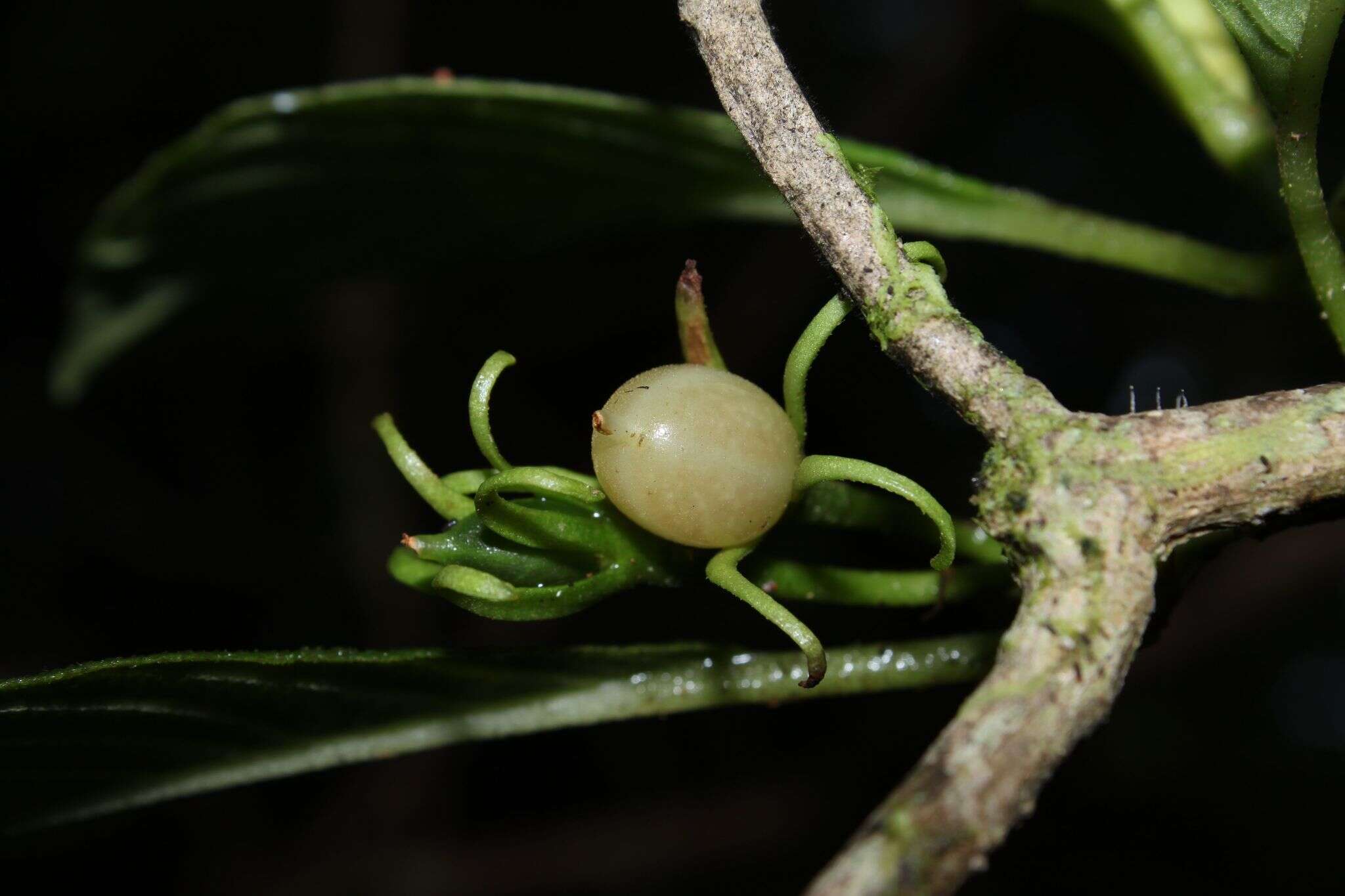 Image of Maui Cyrtandra