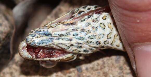 Image of Cross-marked Or Montane Grass Snake